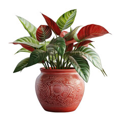 Red Pot with Philodendron Isolated on Transparent or White Background, PNG