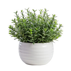 Naklejka premium White Pot with Thyme Plant Isolated on Transparent or White Background, PNG
