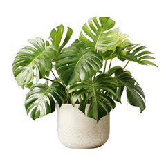 White Pot with Monstera Isolated on Transparent or White Background, PNG