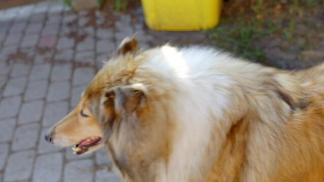 Beautiful and happy purebred rough collie walking, front view