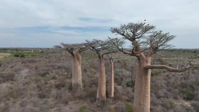 View of the baobabs from above near Avenue of the Baobabs. Madagascar.