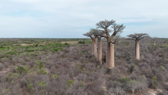 Static aerial view of baobabs near Alley of Baobabs. Madagascar.