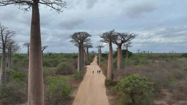 Aerial view of people walking along the avenue of Baobabs. Madagascar.
