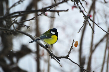 Great tit (Parus Major) on a branch in the winter. Frozen, ruffled bird