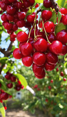 red cherries on a tree