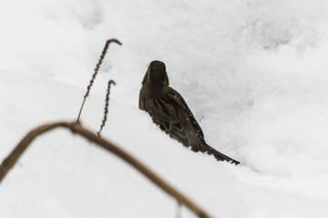 House Sparrow (Passer domesticus) on the snow in winter. Close-up photo. Birds of Eastern Siberia,...