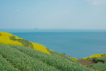 canola flower fields on the coast of Korea