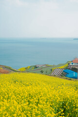 canola flower fields on the coast of Korea