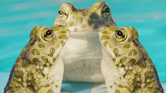 toad with clouds 