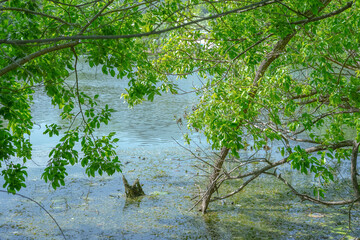 the lake's thick forests and reflective landscapes