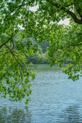 the lake's thick forests and reflective landscapes