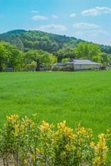 a rice field in summer in a rural village in Korea