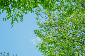 a green tree in the summer forest