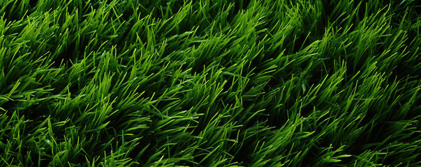 Texture of green grass flat lay