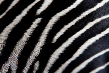 Zebra fur closeup black and white texture background