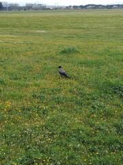 raven on the grass