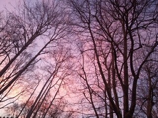 sunset in the forest