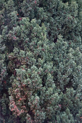 green moss on the tree