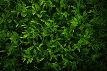 Obraz premium Texture of spring green grass