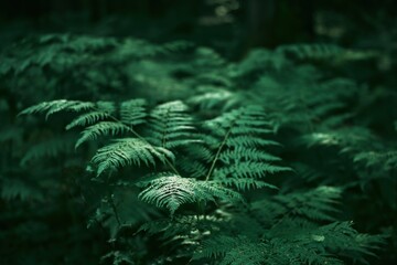 Beautiful ferns leave green foliage. Close-up of a beautiful growing fern in the forest. Natural floral fern background in the woods © AlexGo