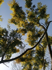 autumn trees in the park