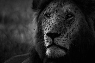 a close up of a lion in black and white