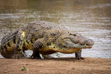 biggest crocodile in the world photo