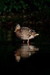 a duck standing in a pool of water