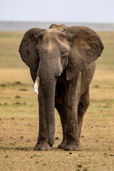 an elephant standing in the middle of a field