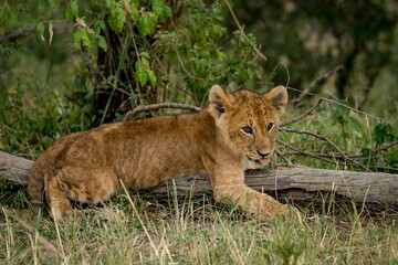 a young lion cub sitting in the grass next to