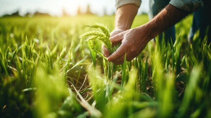 Farmer hand touches green leaves of young wheat in the field, the concept of natural farming,...