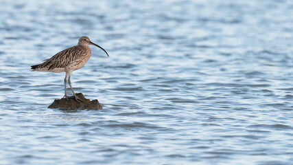 Curlew poses on a rock out at sea