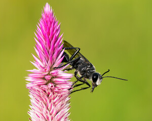 Large black digger wasp on a pink flower