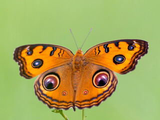 Orange butterfly with green background