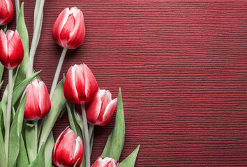 Pretty tulips bunch on red background with copy space for greeting, top view
