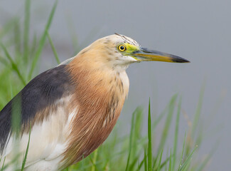 Javan pond heron portrait