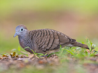 Zebra dove and a nice out of focus background
