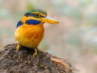 Stunning Rufous-collared kingfisher