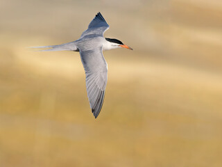 Roseate tern in flight
