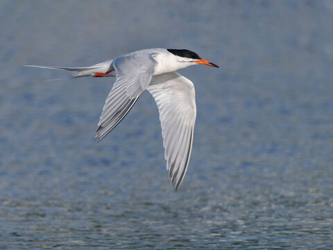 Roseate tern flying over the ocean