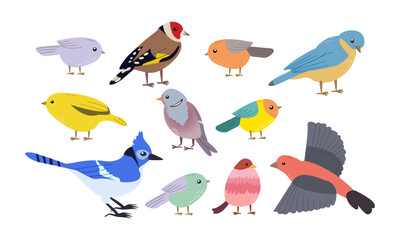 BIRDS , vector set illustration of spring birds , different shapes and color flat cartoon style isolate on white background ,for various design uses , cards , invitation, books , banners , background 