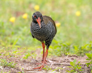 Critically endangered Okinawan rail 