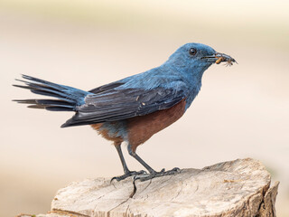 Male blue rock thush with 3 insects