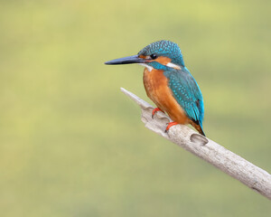 Common kingfisher waits on a perch 