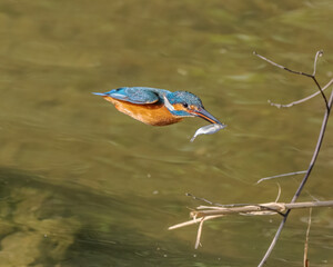 Common kingfisher flying fast with a fish in it's beak
