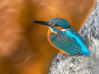 Kingfisher with autumn colours in the water