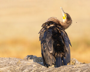 Great cormorant at the coast in nice light
