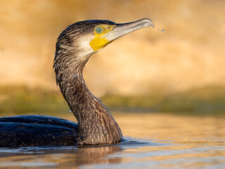 Great cormorant with water drop on it's beak