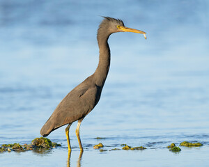 Pacific reef egret with fish OM