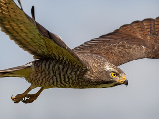 Grey-faced buzzard in flight 